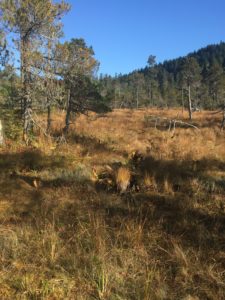 Diverse Habitata: Open Muskeg with Forested Montains in background