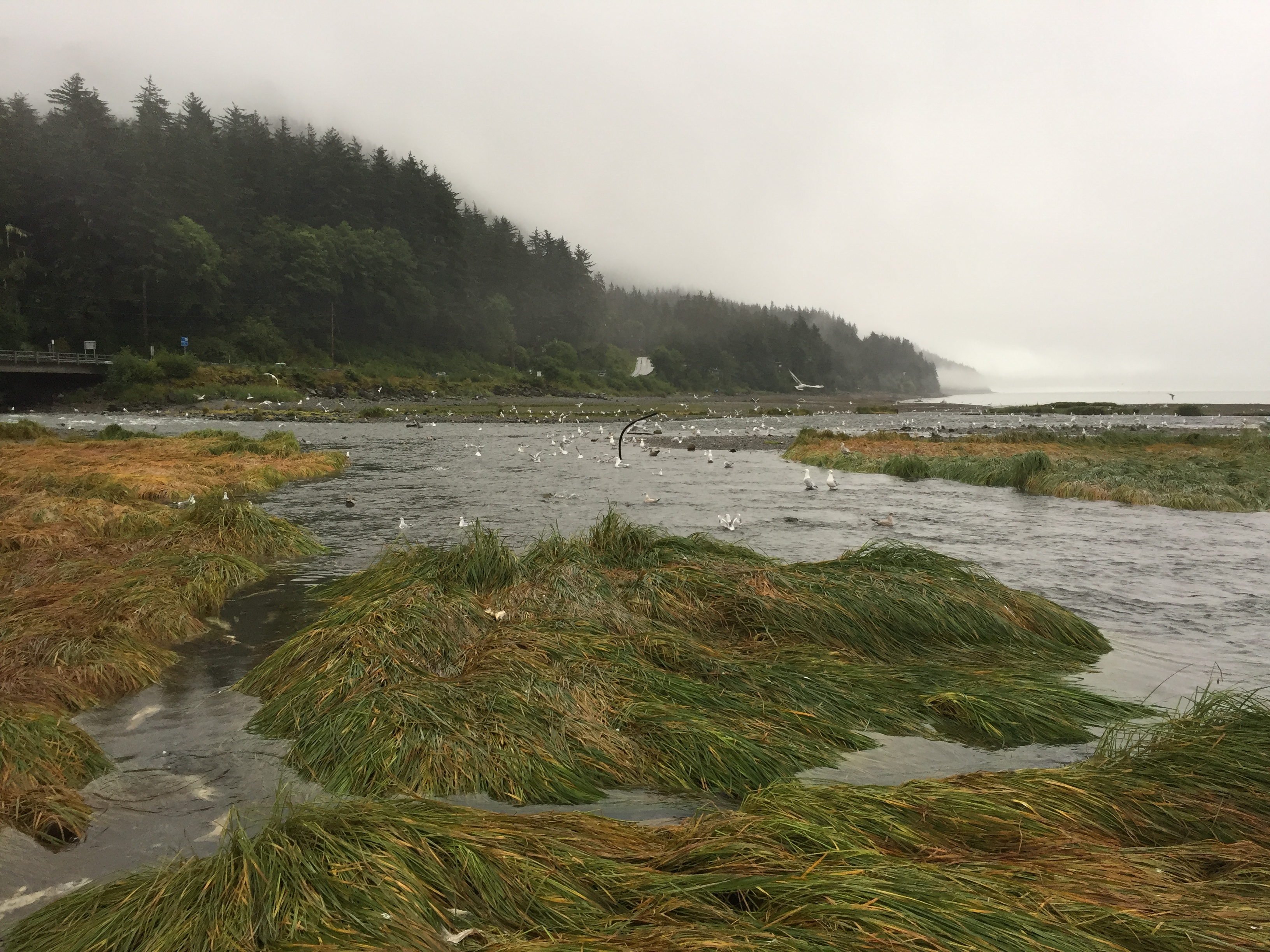 Sheep Creek Estuary at low tide. Gulls feeding on chum salmon eggs