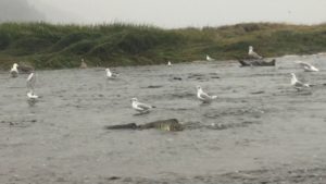 Gulls feeding on Chum Salmon eggs. Click image for video