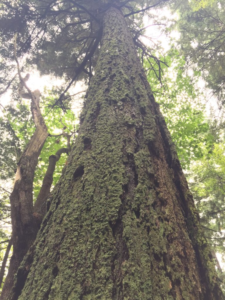 Western Hemlock tree broken by wind