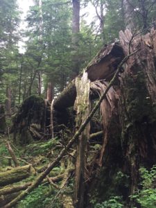 Windthrown Old-growth Hemlock