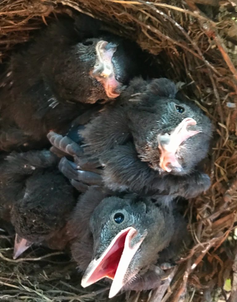 Steller’s Jay Chicks update: Eyes open, Feathers on wings