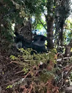Video: Click Photo to see Steller's Jay preparing nest