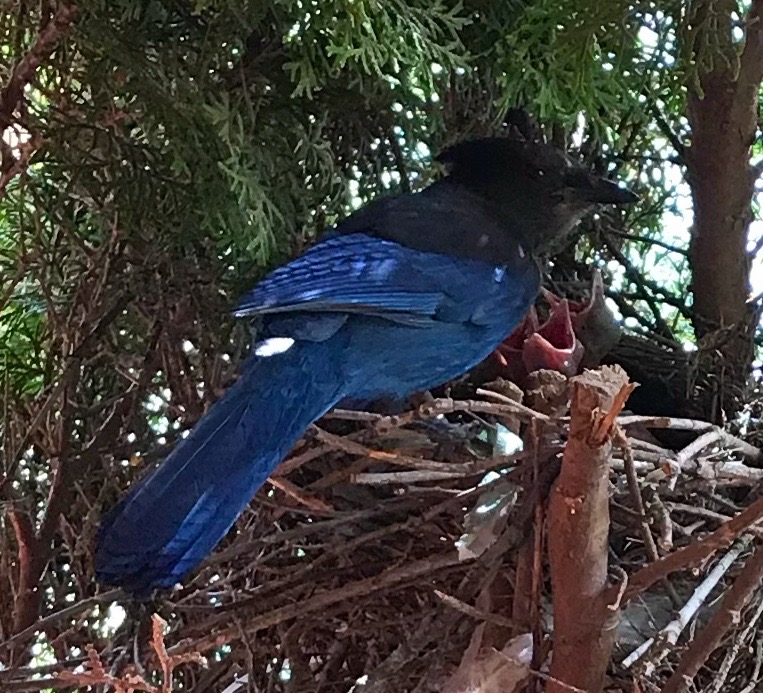 Steller’s Jay Feeding 6-day-old chicks!
