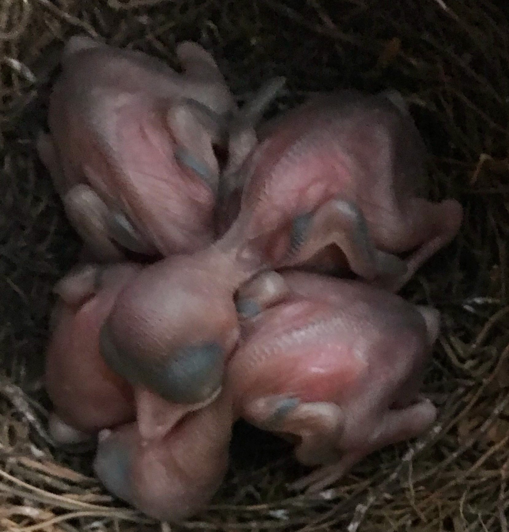 Steller's Jay chicks 1-day-old