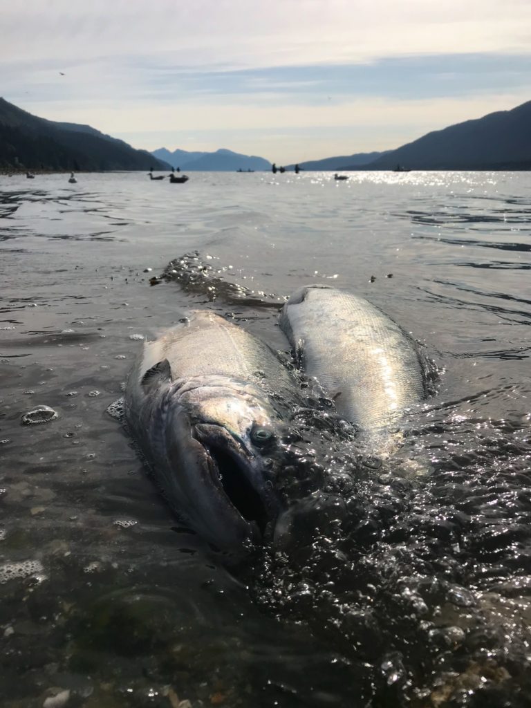 Salmon: Eating the Landscape