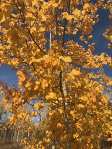Quaking Aspen-Whitehorse BC