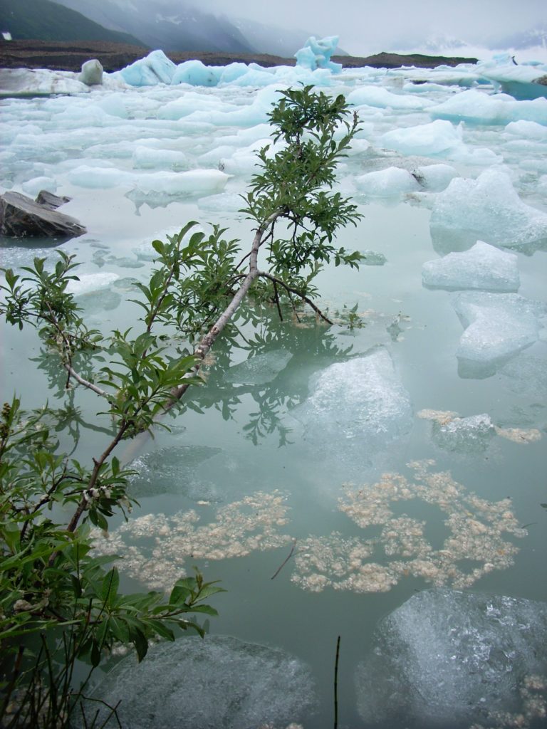 Willow and Ice-Walker Glacier in Alsek-Tatshenshini Wilderness
